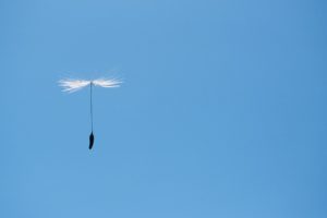 Schirmflieger (Pusteblume) von Angelika Ackermann
