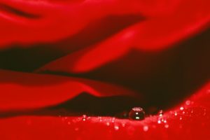 Wassertropfen auf einer Rose von Angelika Ackermann